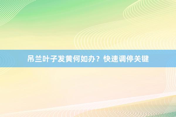 吊兰叶子发黄何如办？快速调停关键